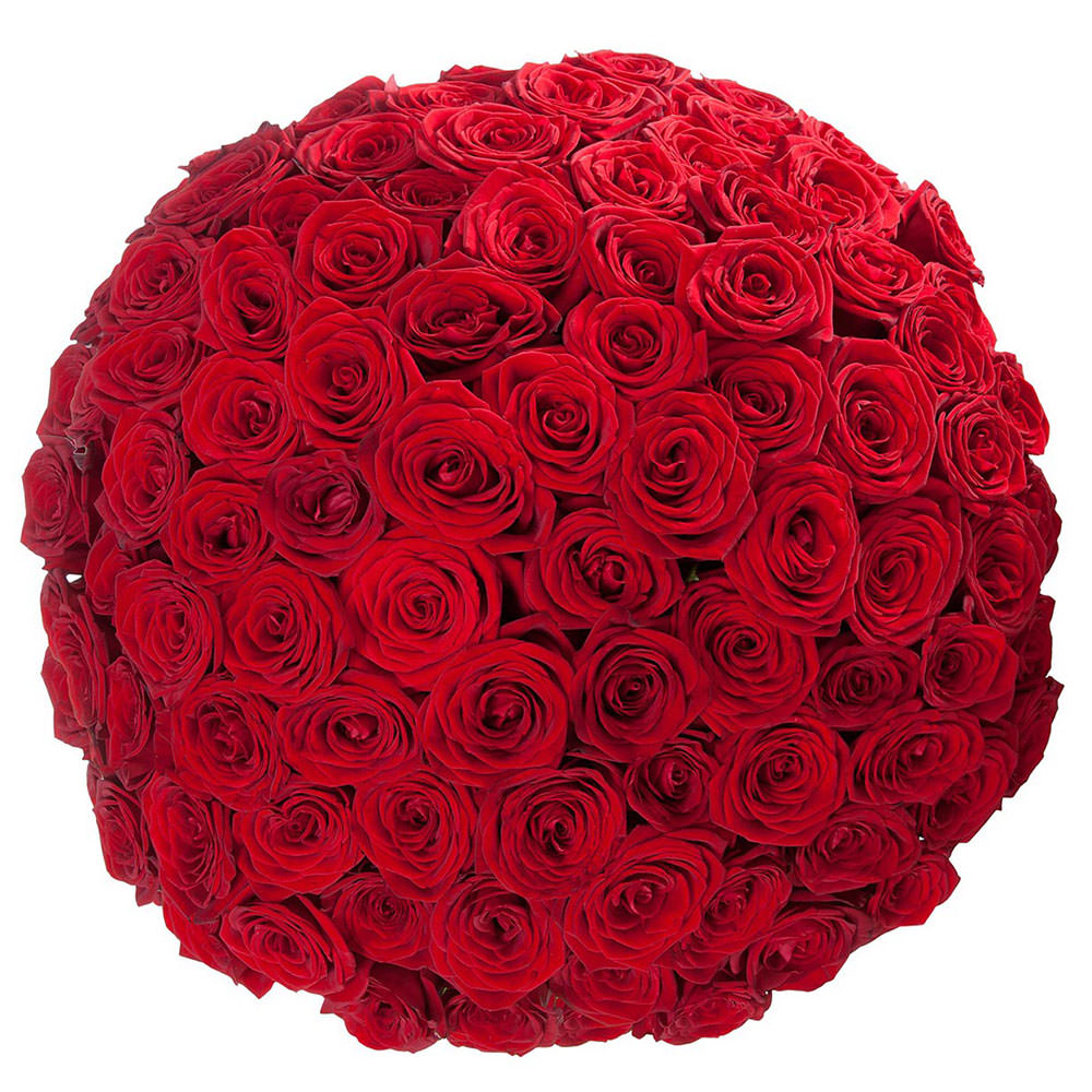 Акция! Розы Красные 101 шт. 50 см